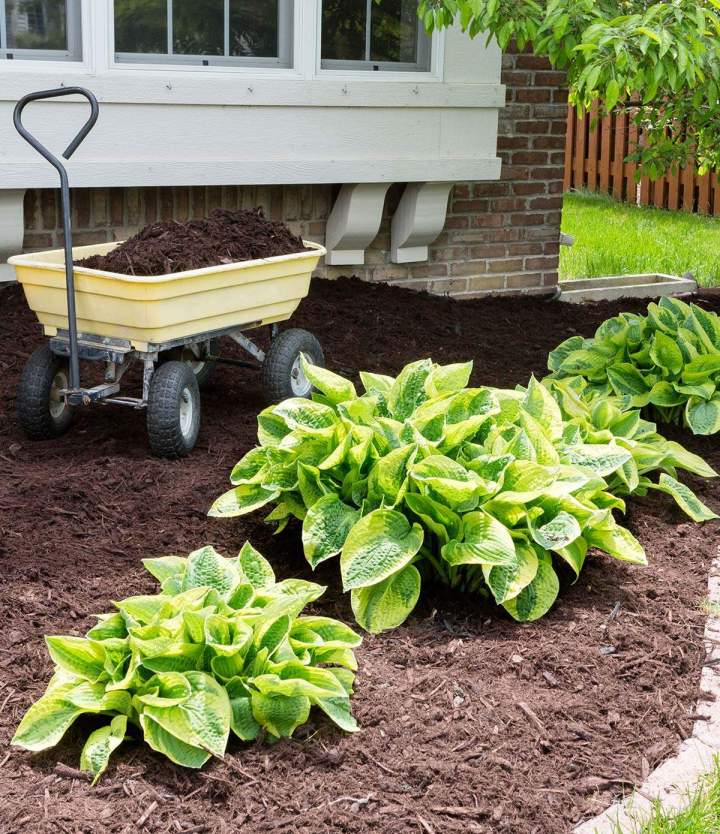 Faites appel à mon savoir-faire pour préserver la beauté de votre jardin.