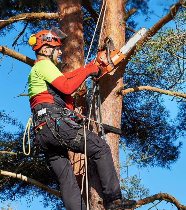 Confiez-moi la taille raisonnée de vos arbres.